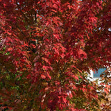 Artar Rosu Freemanii Autumn Blaze, artar ornamental rosu intens in toamna, frunzis elegant palmat-lobat, crestere rapida, perfect pentru oras