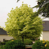 Artar Drummondii (Acer Platanoides), arbore ornamental cu frunze verzi cu margini albe, coroana larga si densa, de umbra