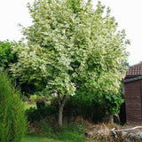 Artar Drummondii (Acer Platanoides), arbore ornamental cu frunze verzi cu margini albe, coroana larga si densa, de umbra