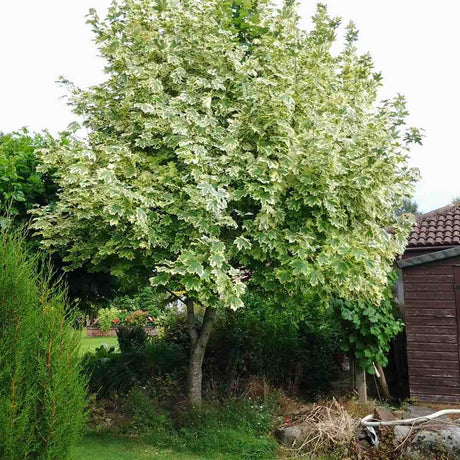 Artar Drummondii (Acer Platanoides), arbore ornamental cu frunze verzi cu margini albe, coroana larga si densa, de umbra