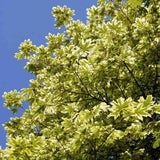 Artar Drummondii (Acer Platanoides), arbore ornamental cu frunze verzi cu margini albe, coroana larga si densa, de umbra