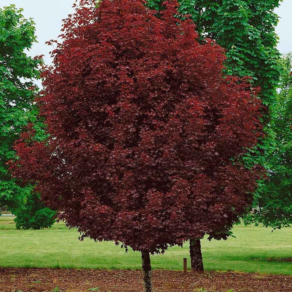 Artar Norvegian rosu Royal Red, cu frunzis rosu, colorit de toamna