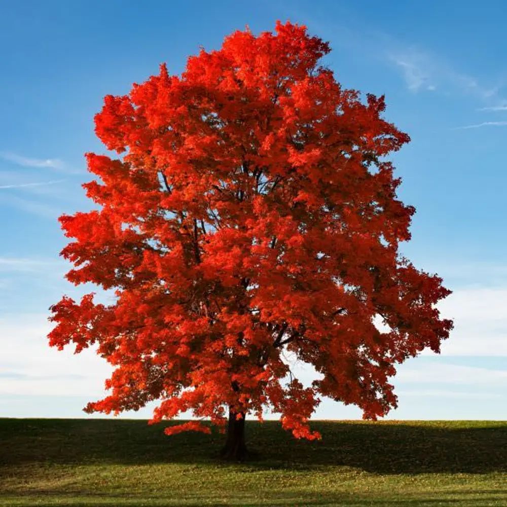 Artar Rosu Red Sunset, arbore de umbra cu frunze rosii intense in toamna, crestere rapida