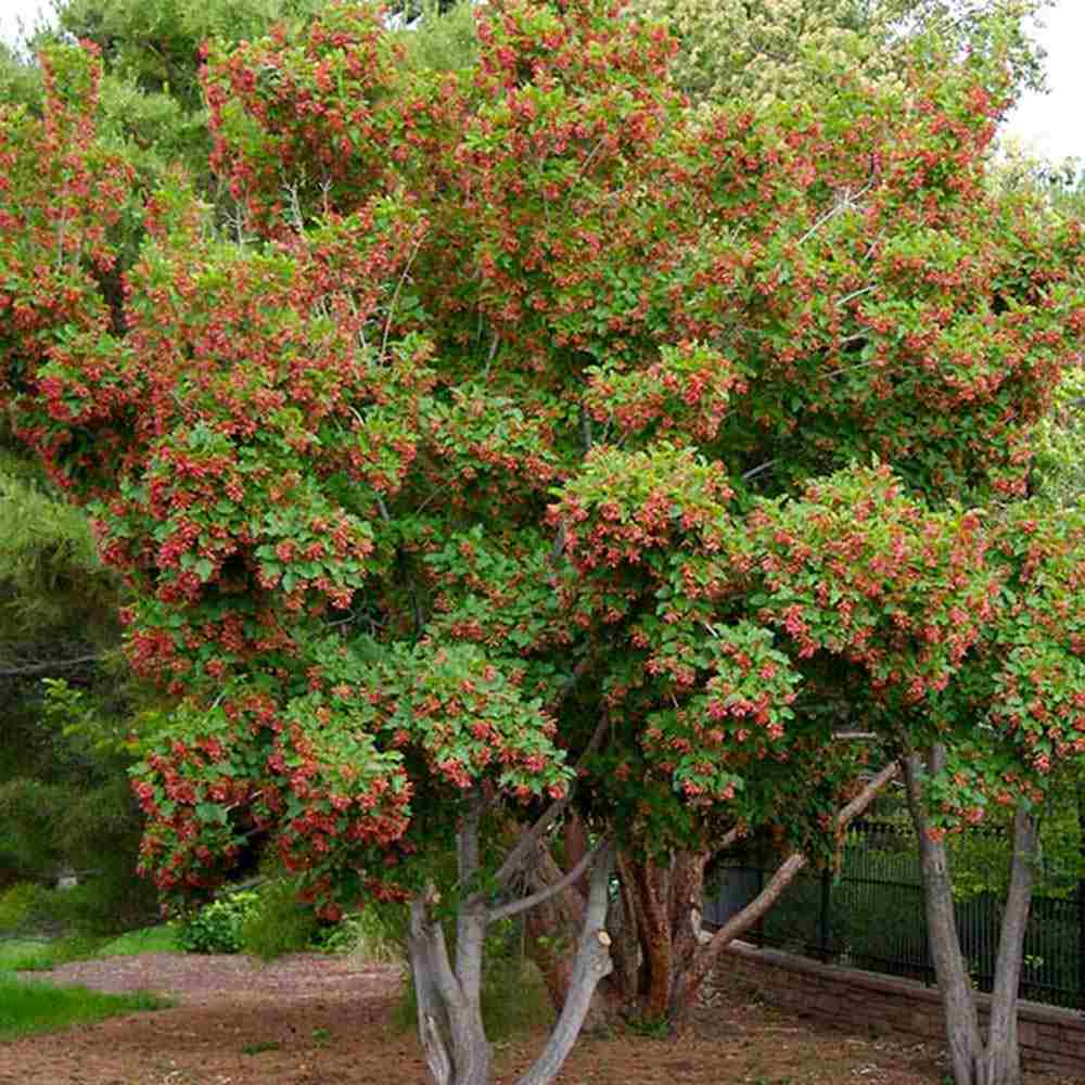 Artar tataresc (Acer tataricum) Ginnala Amur Flame, copac decorativ frunze rosii toamna rezistent la ger