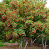 Artar tataresc (Acer tataricum) Ginnala Amur Flame, copac decorativ frunze rosii toamna rezistent la ger