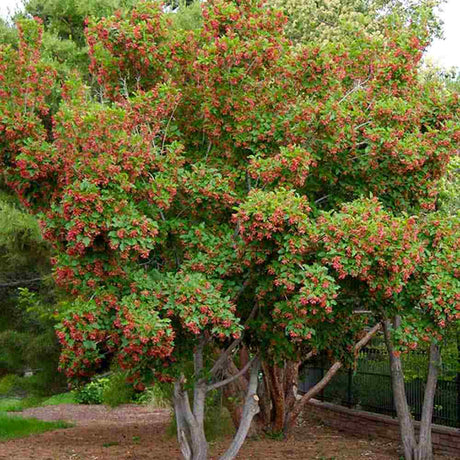Artar tataresc (Acer tataricum) Ginnala Amur Flame, copac decorativ frunze rosii toamna rezistent la ger