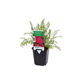 Cickafark 'Cerise Queen' – intenzív rózsaszín-piros virágú, nyáron virágzó évelő