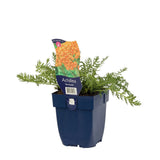 Cickafark 'Terracotta' – meleg tónusú, hosszan virágzó évelő