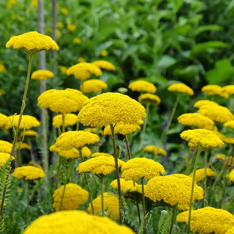 Cickafark 'Cloth of Gold' – aranysárga virágú, nyáron pompázó évelő