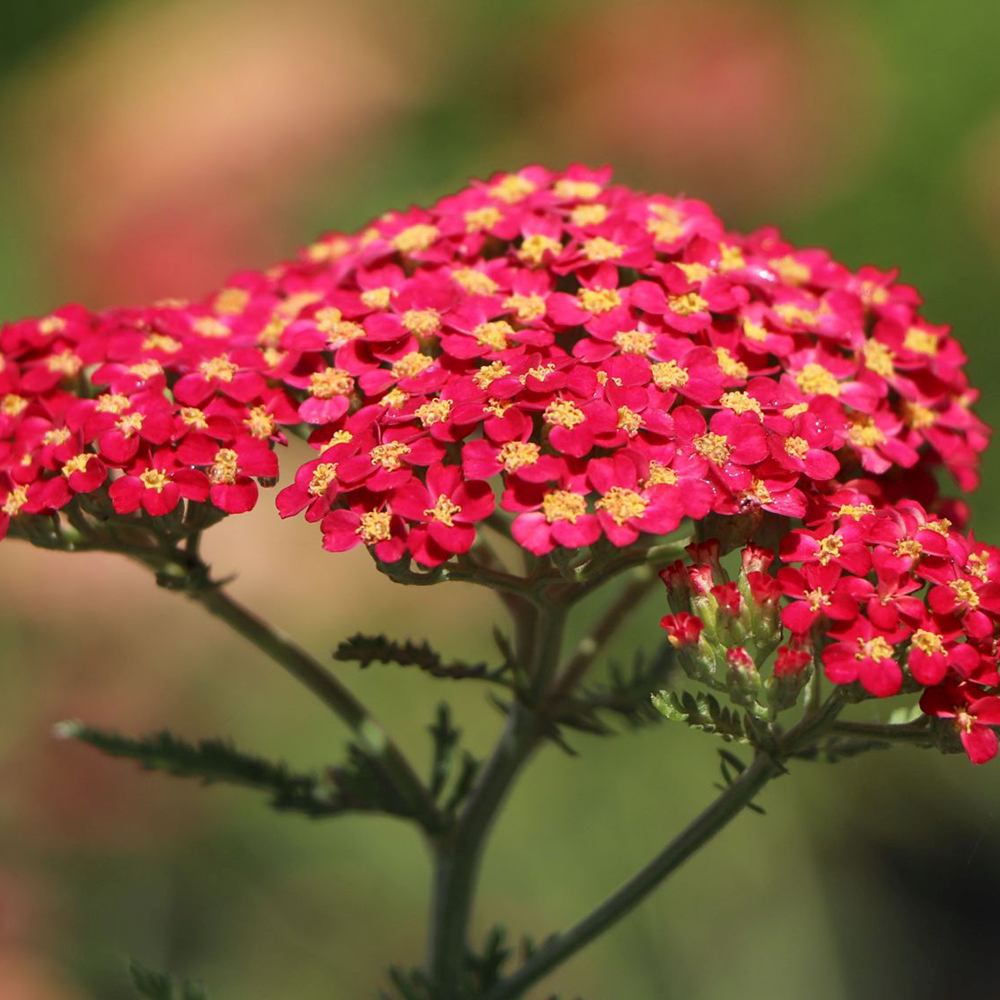 Cickafark 'Paprika' – intenzív piros virágú, nyáron pompázó évelő