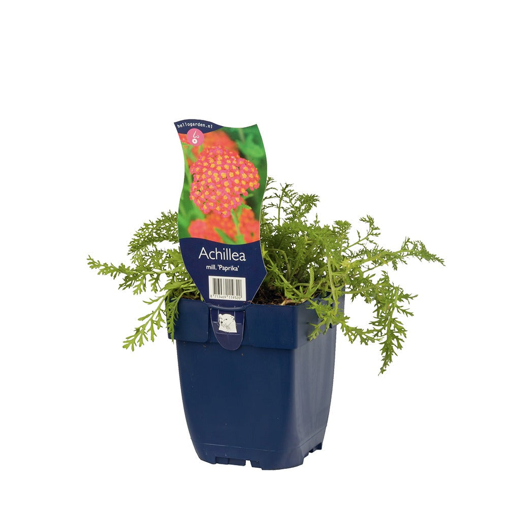 Cickafark 'Paprika' – intenzív piros virágú, nyáron pompázó évelő
