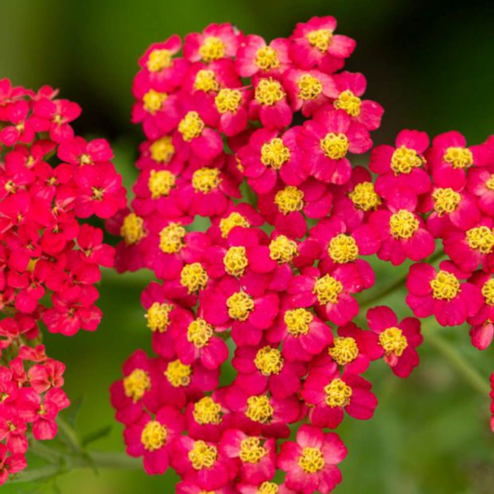 Cickafark 'Paprika' – intenzív piros virágú, nyáron pompázó évelő