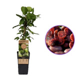 Kiwi de Siberia Geneva (Actinidia arguta), femela, cu fructe dulci rosii parfumate, bogate in vitamina C