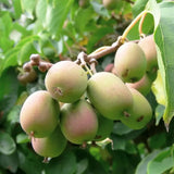 Kiwi de Siberia Weiki (Actinidia arguta), mascul, cu fructe mici dulci, bogate in vitamina C