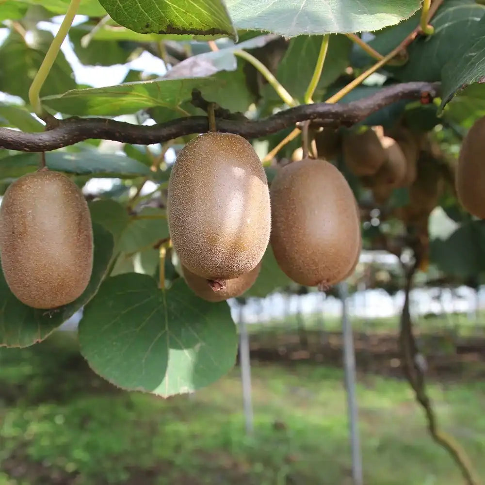 Kiwi de Siberia Goldkiwi (Actinidia arguta), femela, cu fructe dulci aurii, bogate in vitamina C