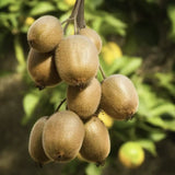 Kiwi de Siberia Hayward (Actinidia arguta), femela, cu fructe dulci, bogate in vitamina C