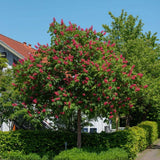Castan Rosu Pitic Aesculus Pavia, arbore ornamental cu flori rosii spectaculoase, frunzis bogat, crestere moderata