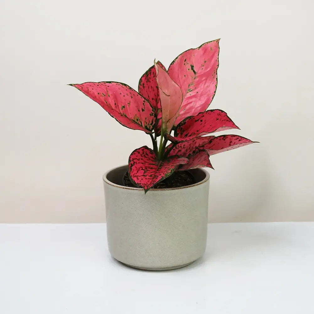 Aglaonema Spicy Pink, 40 cm, planta interior decorativa cu frunze roz, usor de ingrijit, curata aerul
