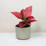 Aglaonema Spicy Pink, 40 cm, planta interior decorativa cu frunze roz, usor de ingrijit, curata aerul