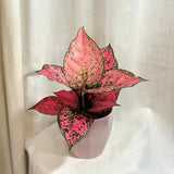 Aglaonema Spicy Pink, 40 cm, planta interior decorativa cu frunze roz, usor de ingrijit, curata aerul