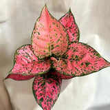 Aglaonema Spicy Pink, 40 cm, planta interior decorativa cu frunze roz, usor de ingrijit, curata aerul