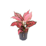 Aglaonema Spicy Pink, 40 cm, planta interior decorativa cu frunze roz, usor de ingrijit, curata aerul