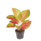 Aglaonema Grand Poppy, 30 cm, planta tropicala exotica, purificatoare de aer, usor de ingrijit