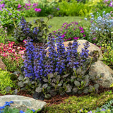 Vinetica Black Scallop (Ajuga reptans), vesnic verde cu frunzis mov-inchis lucios si flori albastre decorative, acoperitoare de sol