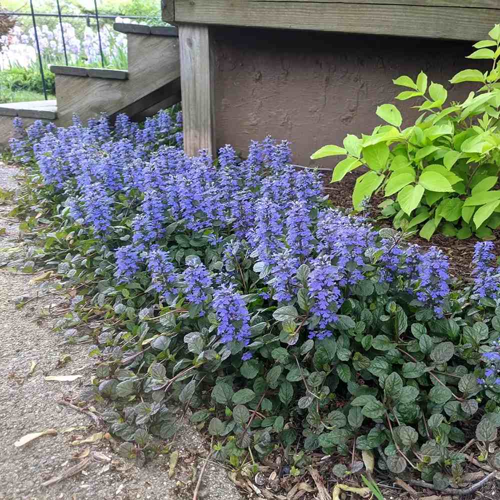Vinetica Black Scallop (Ajuga reptans), vesnic verde cu frunzis mov-inchis lucios si flori albastre decorative, acoperitoare de sol
