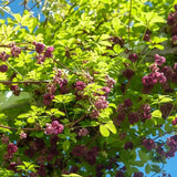 Vita de ciocolata (Akebia quinata), cu flori parfumate violet-rosiatica, si fructele exotice, cataratoare