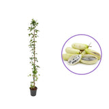 Vita de ciocolata Cream Form (Akebia quinata), cu flori parfumate crem-albicioase, si fructele exotice, cataratoare