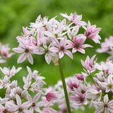 Bulbi Ceapa Ornamentala (Allium) Cameleon, set de 10 bulbi cu  flori alb-roz, atractie pentru albine, rezistenti la frig