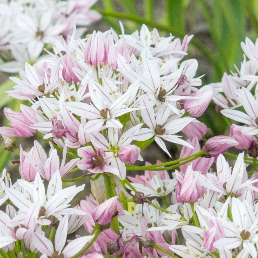 Bulbi Ceapa Ornamentala (Allium) Cameleon, set de 10 bulbi cu  flori alb-roz, atractie pentru albine, rezistenti la frig
