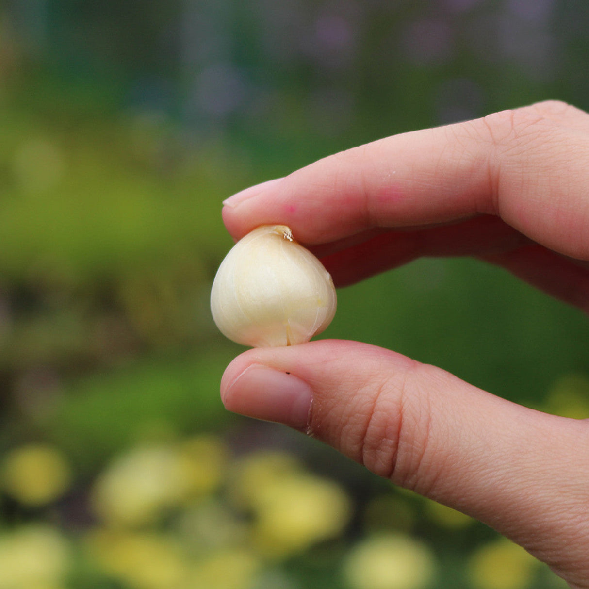 Bulbi Ceapa Ornamentala (Allium) Cameleon, set de 10 bulbi cu  flori alb-roz, atractie pentru albine, rezistenti la frig