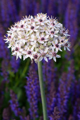 Bulbi Ceapa Ornamentala (Allium) Cameleon, set de 10 bulbi cu  flori alb-roz, atractie pentru albine, rezistenti la frig