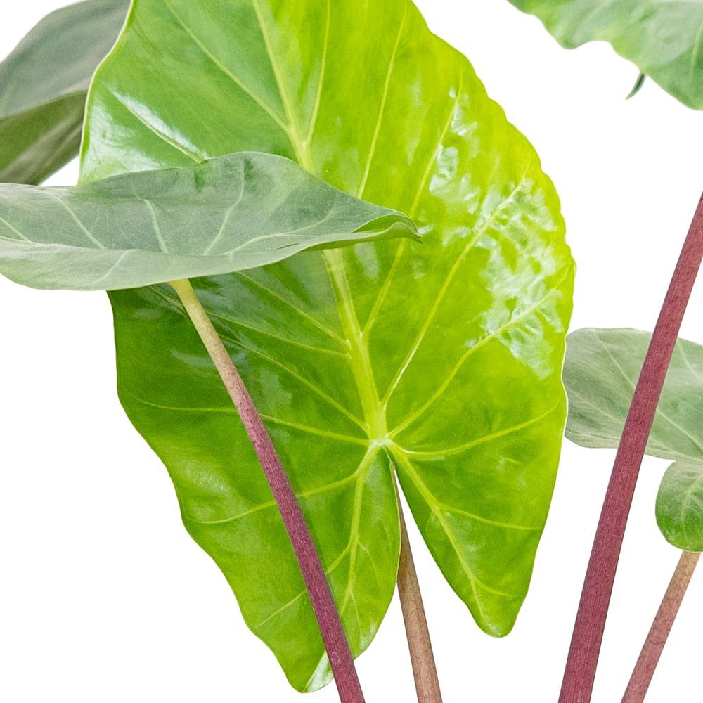 Urechea Elefantului (Alocasia) Imperial Red, Frunze mari cu nuante verzi si rosu bordo - 150 cm
