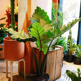 Urechea Elefantului (Alocasia) Imperial Red, Frunze mari cu nuante verzi si rosu bordo - 150 cm