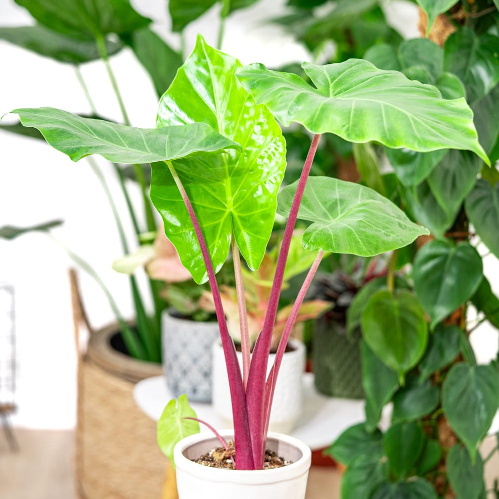 Urechea Elefantului (Alocasia) Imperial Red, Frunze mari cu nuante verzi si rosu bordo - 150 cm