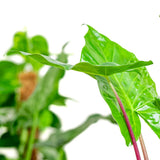 Urechea Elefantului (Alocasia) Imperial Red, Frunze mari cu nuante verzi si rosu bordo - 150 cm