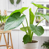 Urechea Elefantului Alocasia Giant Taro (Alocasia macrorrhizos), 110 cm, frunzele gigantice, de interior