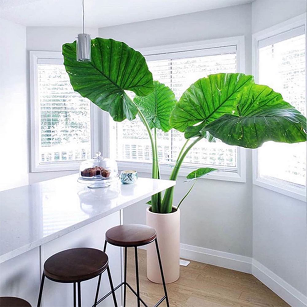 Urechea Elefantului Alocasia Giant Taro (Alocasia macrorrhizos), 110 cm, frunzele gigantice, de interior