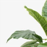Urechea Elefantului Alocasia Giant Taro (Alocasia macrorrhizos), 110 cm, frunzele gigantice, de interior