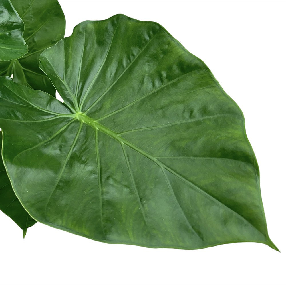 Urechea Elefantului Alocasia Giant Taro (Alocasia macrorrhizos), 110 cm, frunzele gigantice, de interior