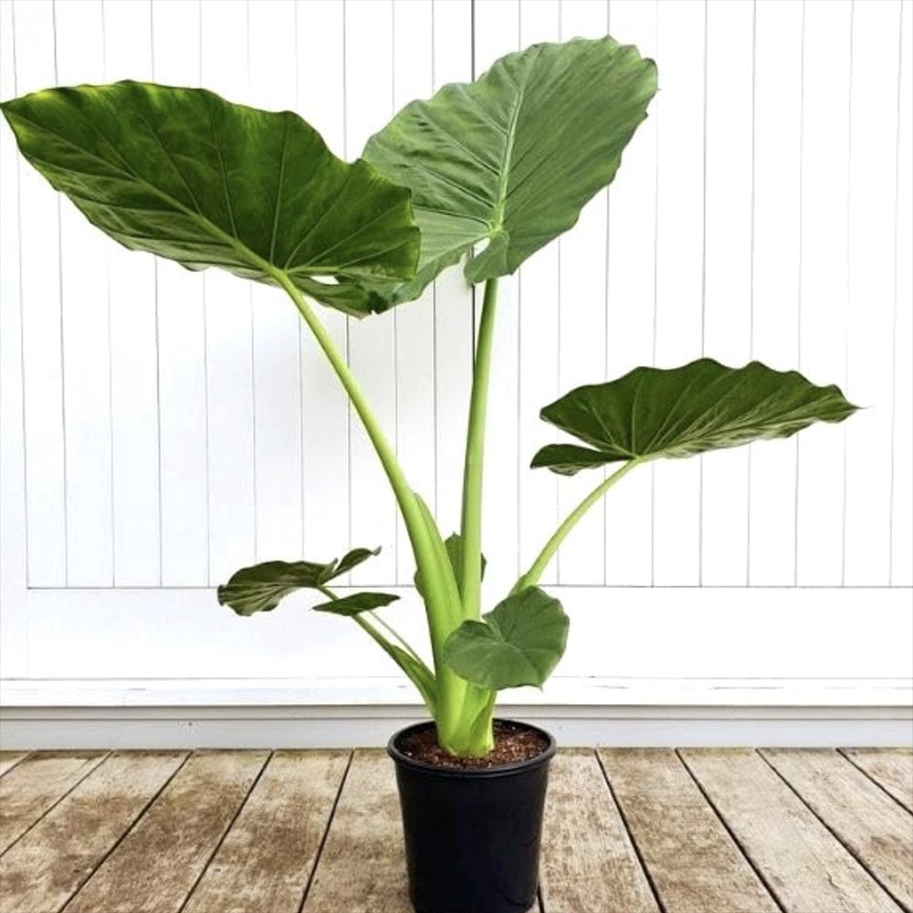 Urechea Elefantului Alocasia Giant Taro (Alocasia macrorrhizos), 110 cm, frunzele gigantice, de interior