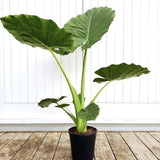 Urechea Elefantului Alocasia Giant Taro (Alocasia macrorrhizos), 110 cm, frunzele gigantice, de interior
