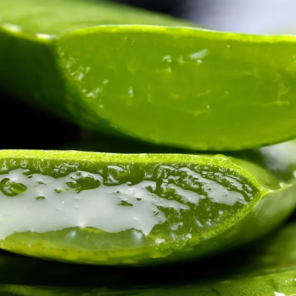 Aloe Vera Planta in Ghiveci, 15-25 cm, Gel Natural pentru Piele, Ingrijire si Vindecare