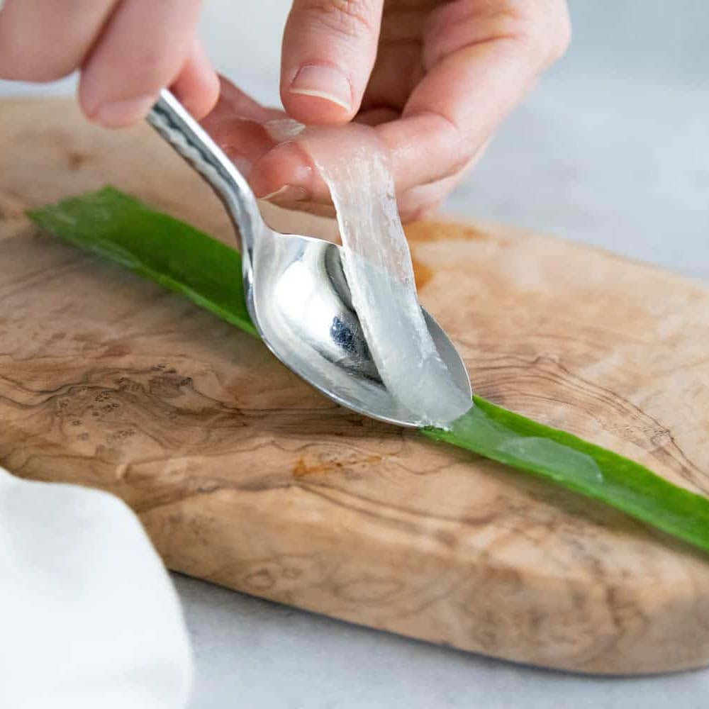 Aloe Vera Planta in Ghiveci, 15-25 cm, Gel Natural pentru Piele, Ingrijire si Vindecare
