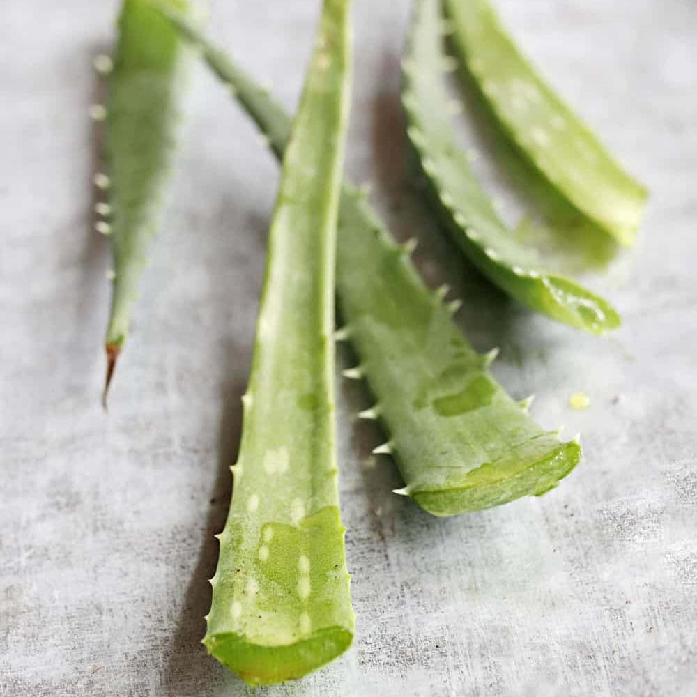 Aloe Vera Planta in Ghiveci, 15-25 cm, Gel Natural pentru Piele, Ingrijire si Vindecare