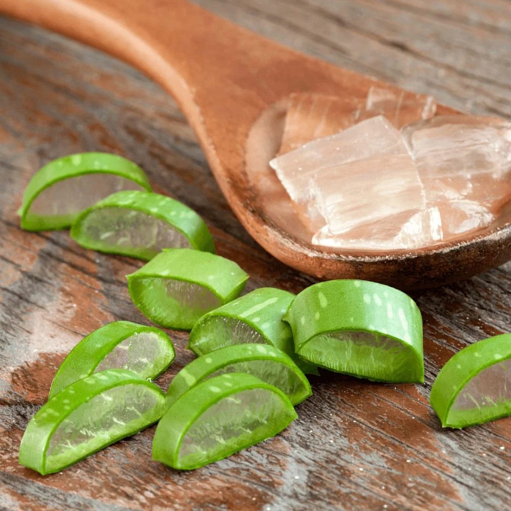 Aloe Vera Planta in Ghiveci, 15-25 cm, Gel Natural pentru Piele, Ingrijire si Vindecare