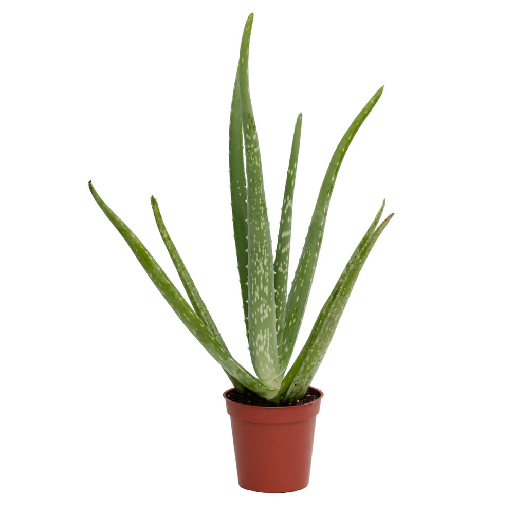 Aloe vera – természetes gélnövény cserépben, 15–25 cm